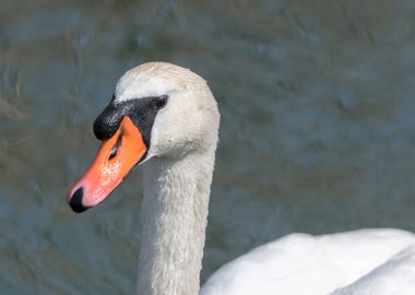 cute swan on lake