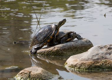 cute turtles 