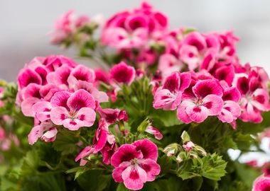 geranium in bloom in sprin