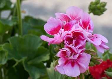 geranium in bloom in sprin