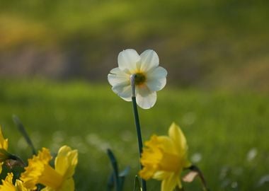 daffodils bloom in spring