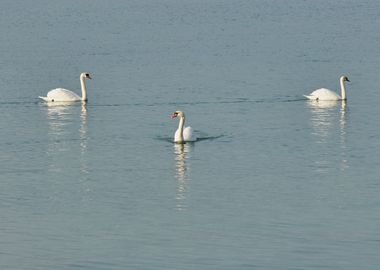 cute swan on lake