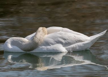 cute swan on lake