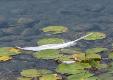 cute swan on lake