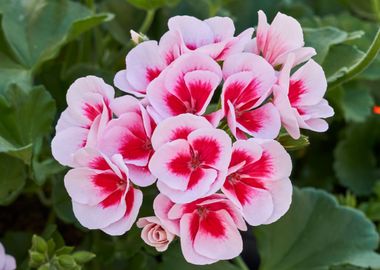 geranium in bloom in sprin