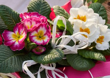 colorful primroses