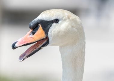 cute swan on lake