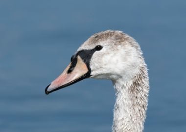 cute swan on lake