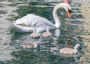 cute swan on lake