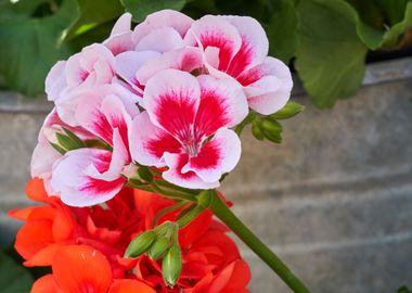 geranium in bloom in sprin