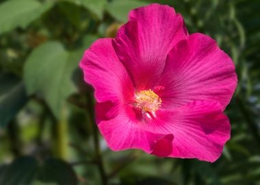 hibiscus in bloom