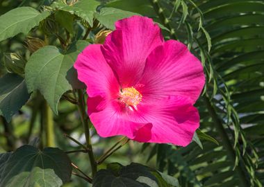 hibiscus in bloom 