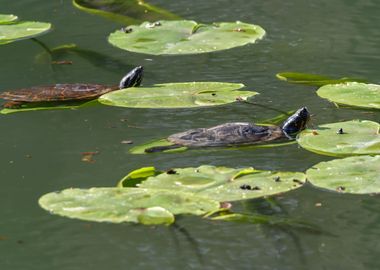 cute turtles 