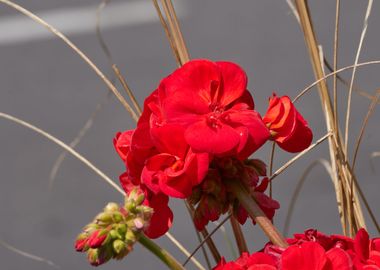 geranium in bloom in sprin