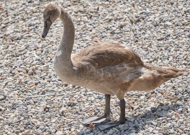 cute swan on lake