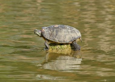 cute turtles 