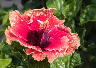 hibiscus in bloom 