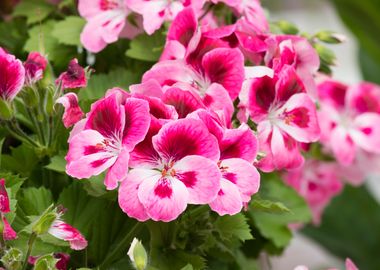 geranium in bloom in sprin