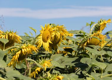 sunflower in summer