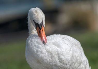 cute swan on lake