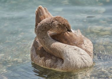 cute swan on lake