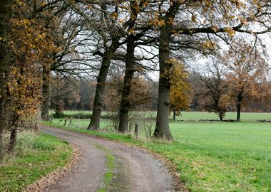 Wild forest empty roads