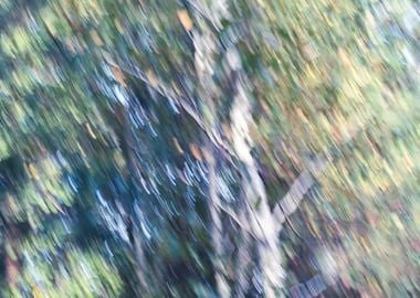 Panning Trees