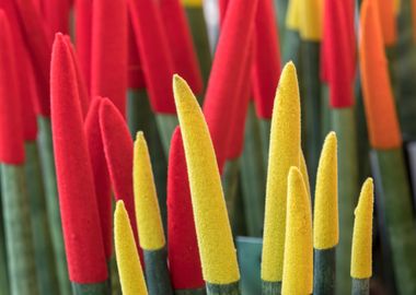 colorful sansevieria 