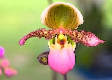 orchid in bloom 