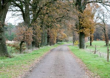 Wild forest empty roads