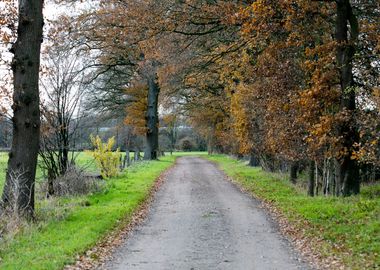 Wild forest empty roads