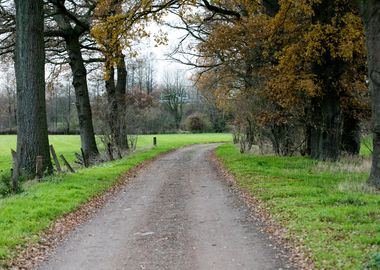 Wild forest empty roads