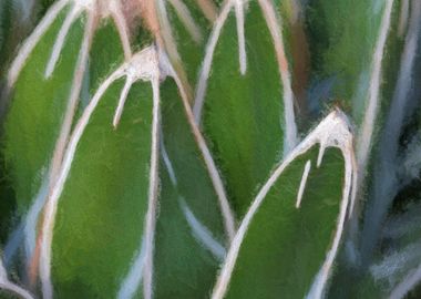 abstract succulent plant