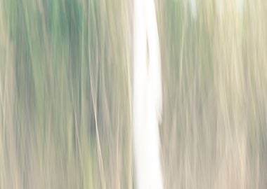 Panning Trees