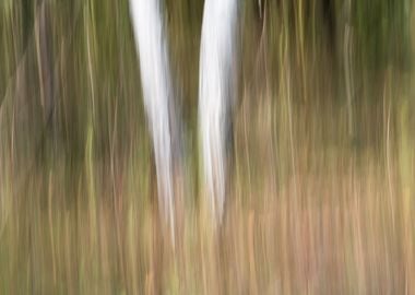 Panning Trees