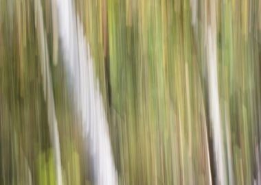 Panning Trees