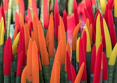 colorful sansevieria 