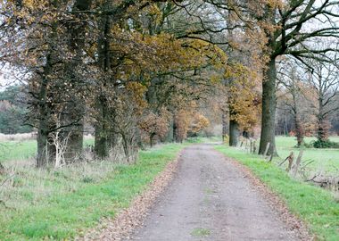 Wild forest empty roads