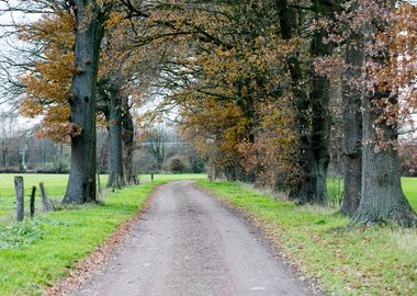 Wild forest empty roads