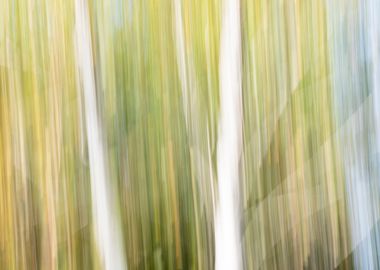 Panning Trees