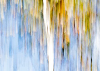 Panning Trees