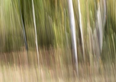 Panning Trees