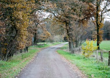 Wild forest empty roads