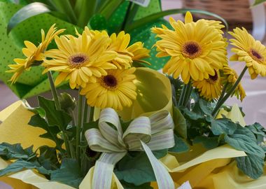 gerbera daisy in the vase