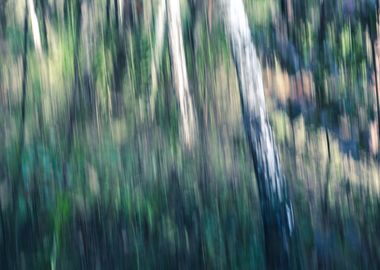 Panning Trees