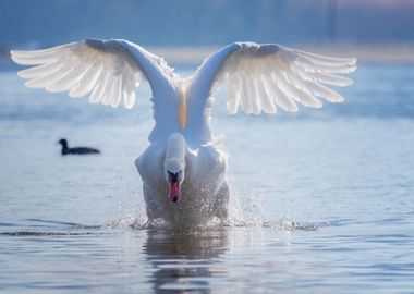 Swan Flight 