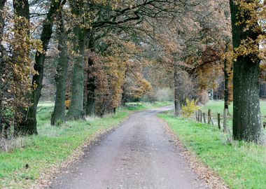 Wild forest empty roads