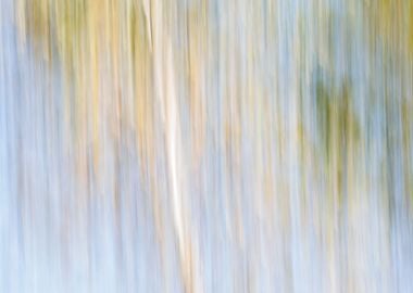 Panning Trees