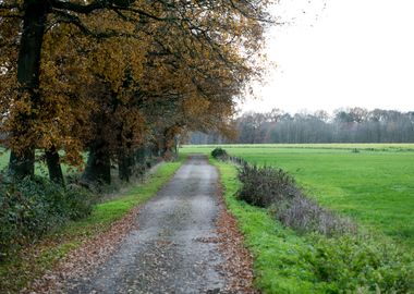 Wild forest empty roads