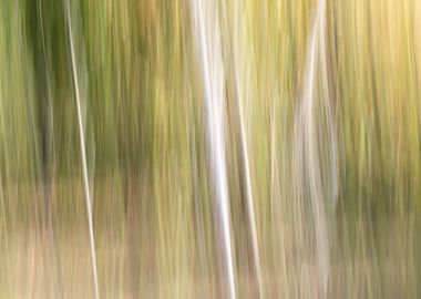 Panning Trees